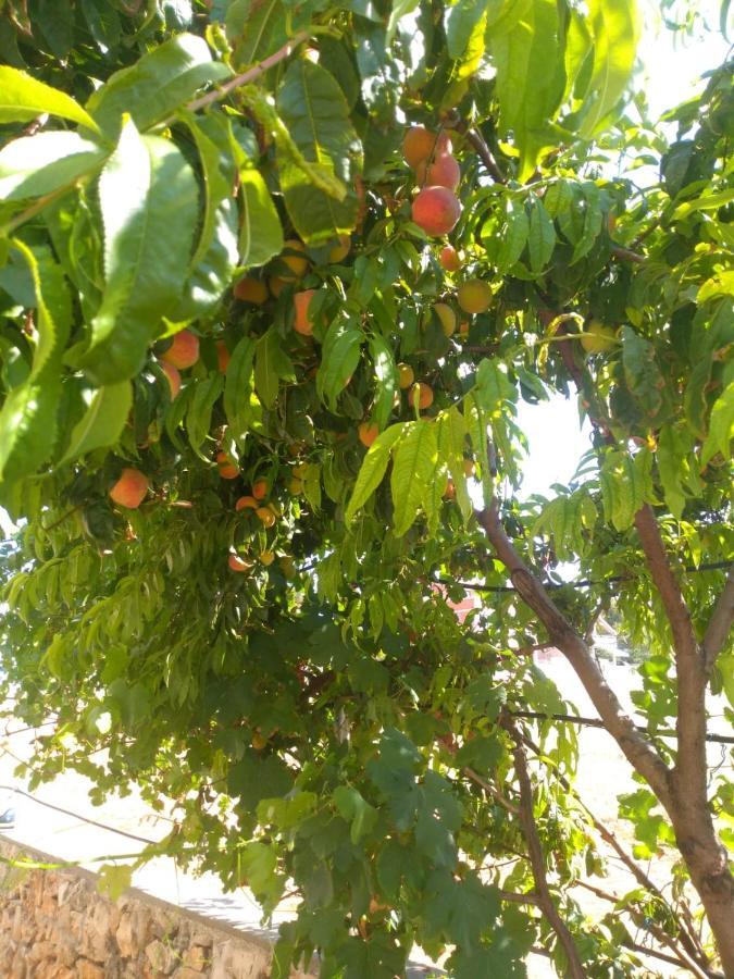 Apartmani Bellevue Vir Dış mekan fotoğraf